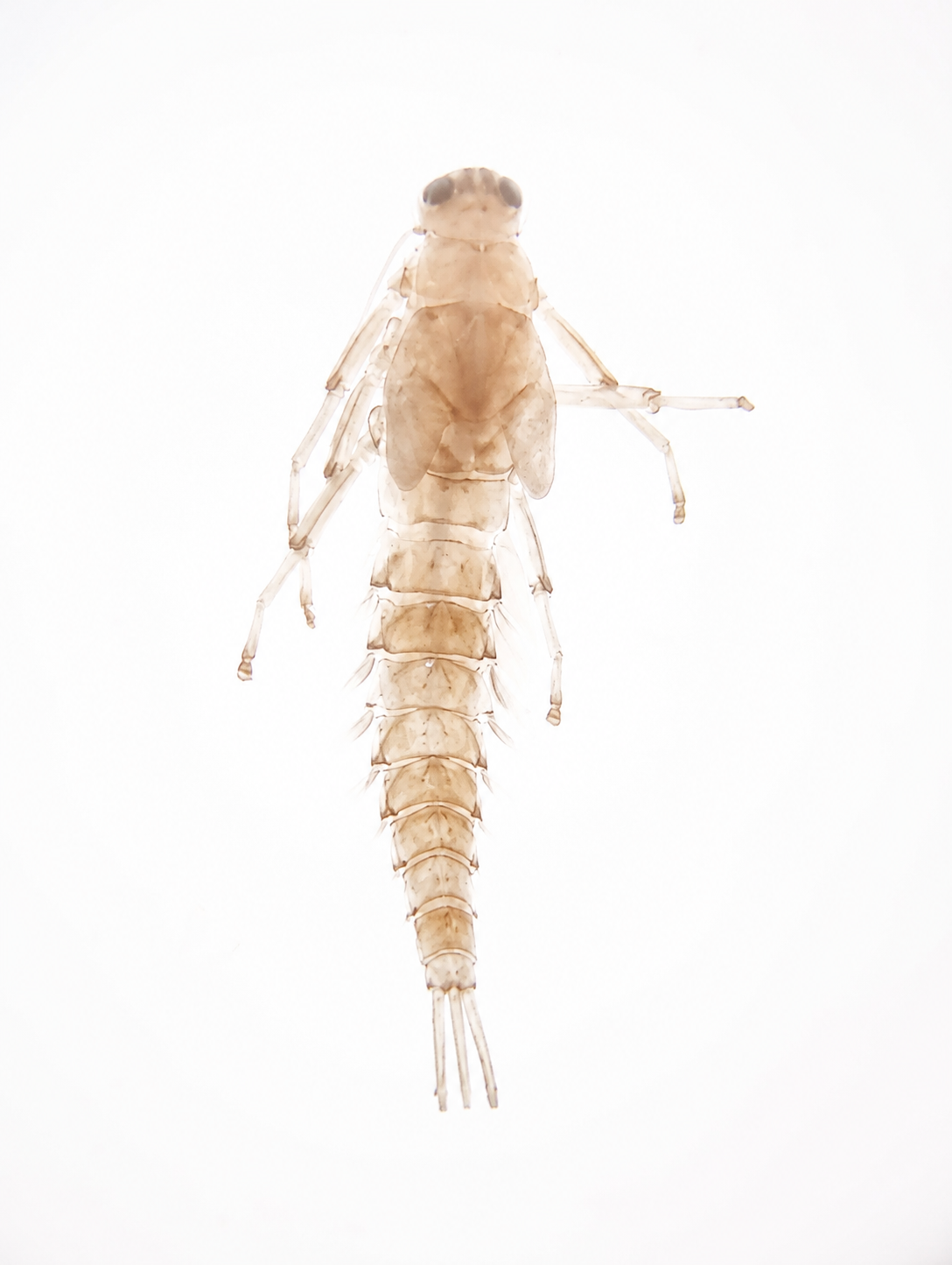 Familia Baetidae (Efímeras Nadadoras)