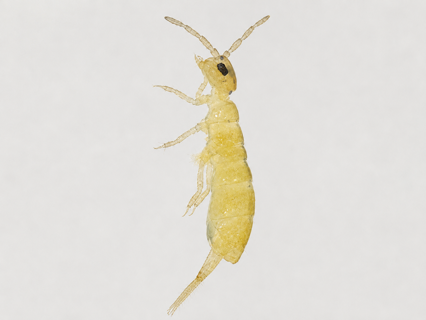 Collembola
