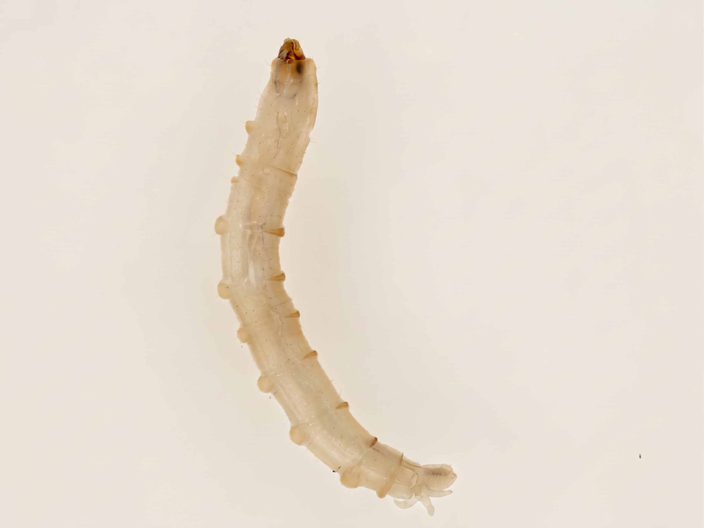 Orden Diptera (Moscas y Mosquitos Acuáticos)