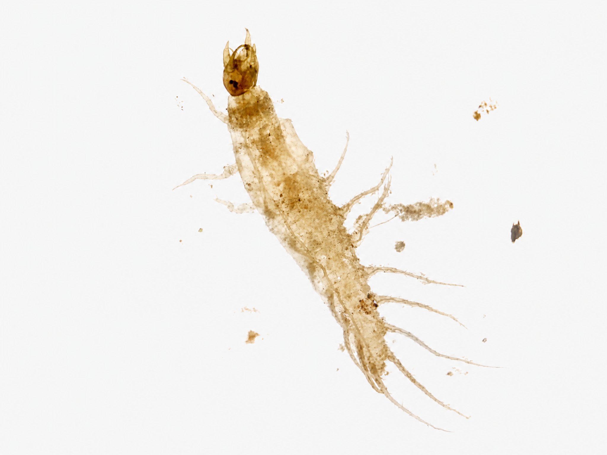 Hydrophilidae