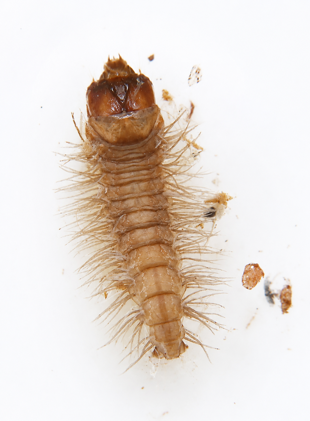 Orden Lepidoptera (Polillas con Larvas Acuáticas)
