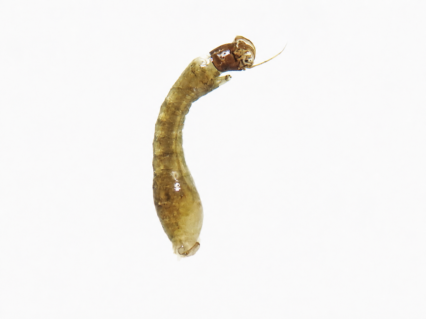 Familia Simuliidae (Jejenes de Corriente)