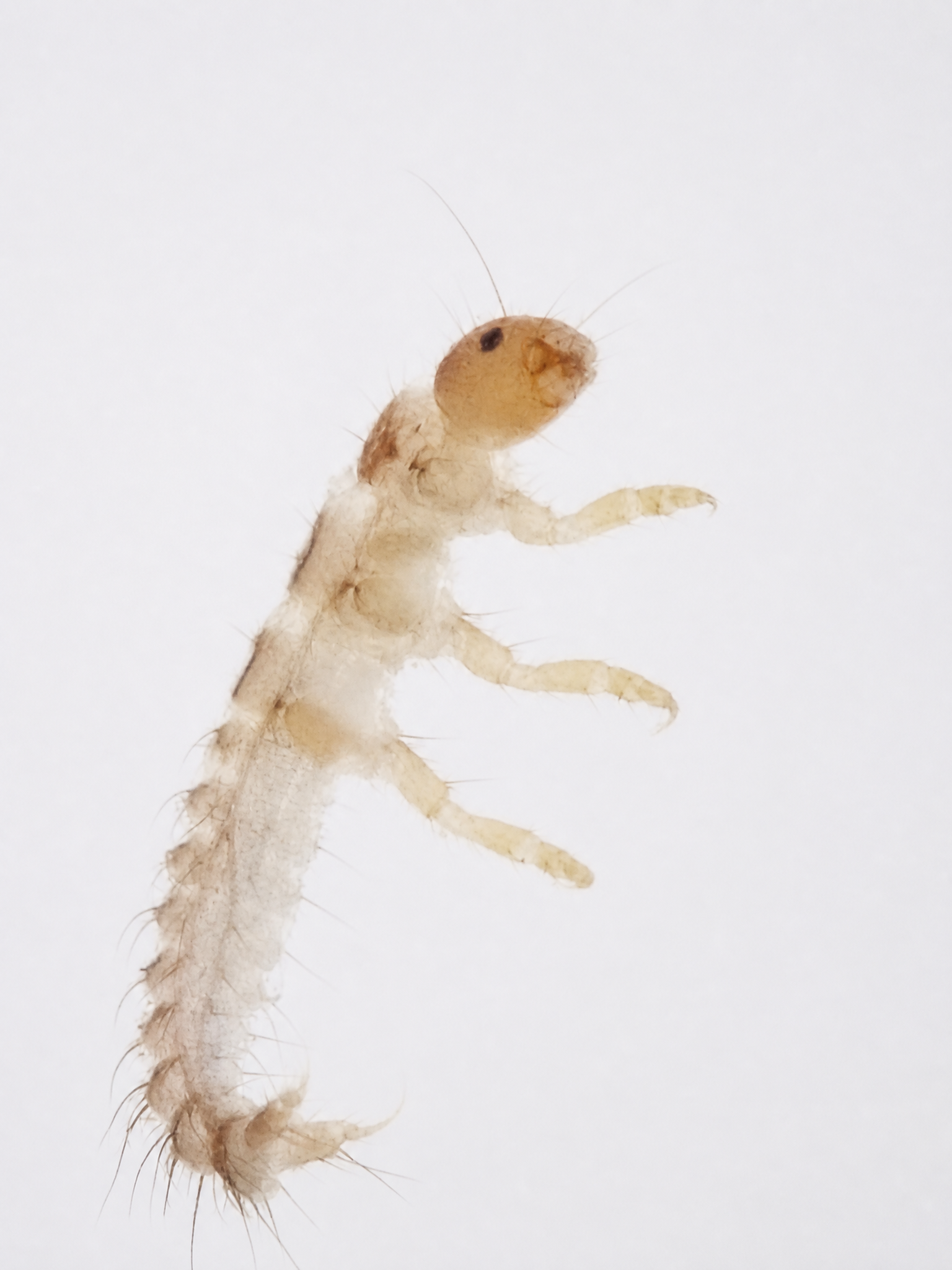 Staphylinidae