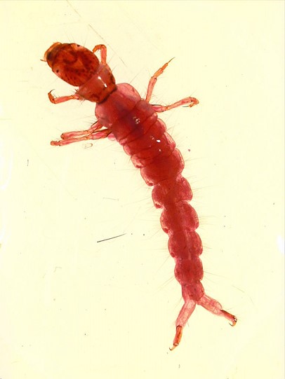 Miniatura 13