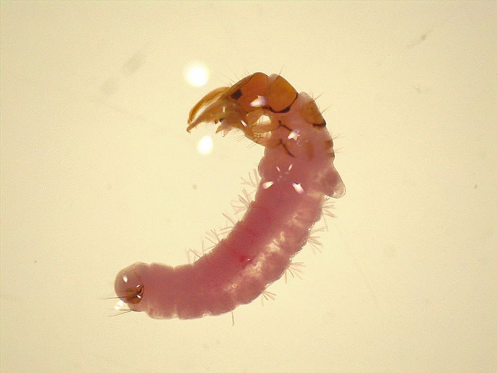 Miniatura 14
