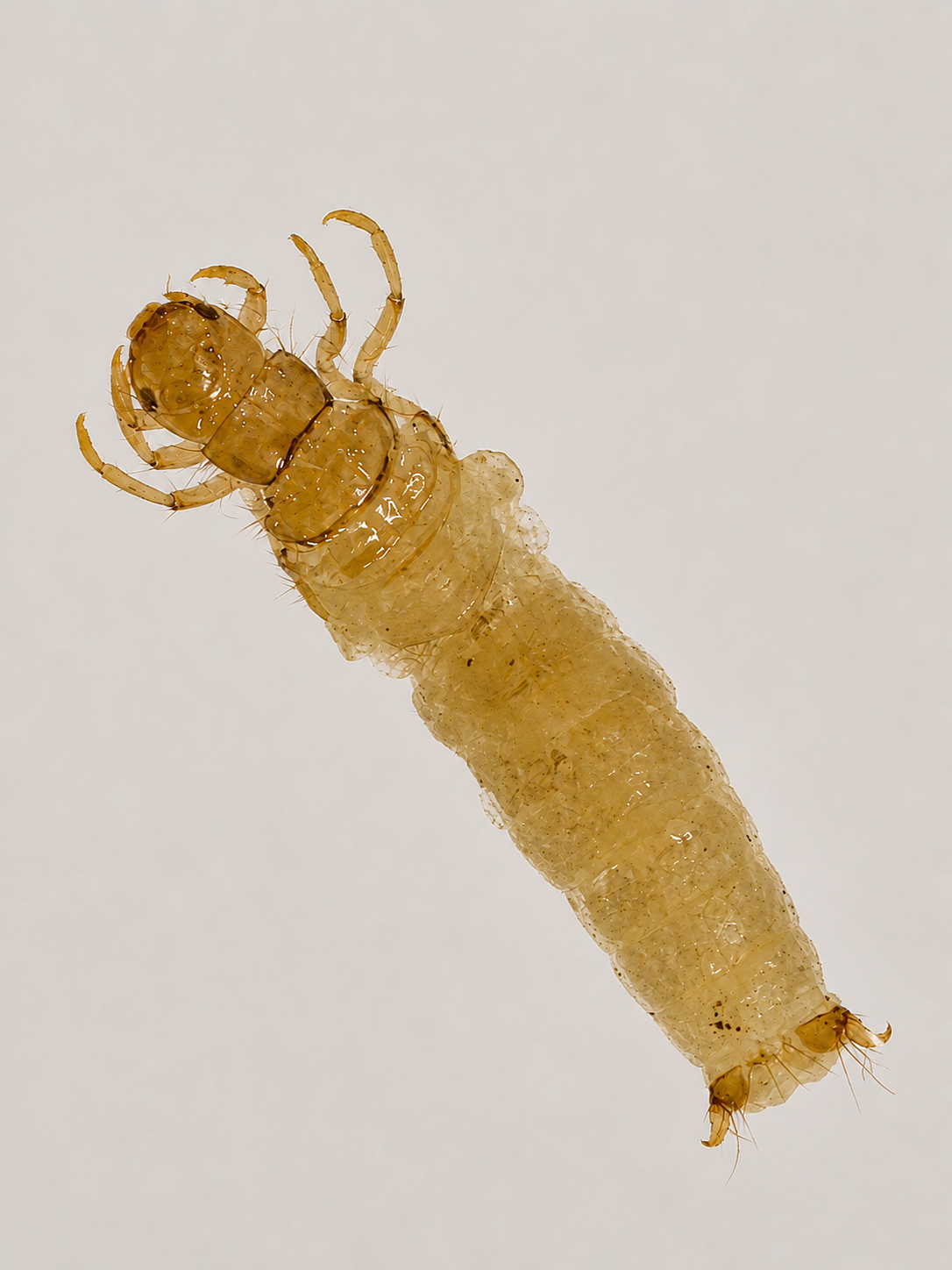 Miniatura 15