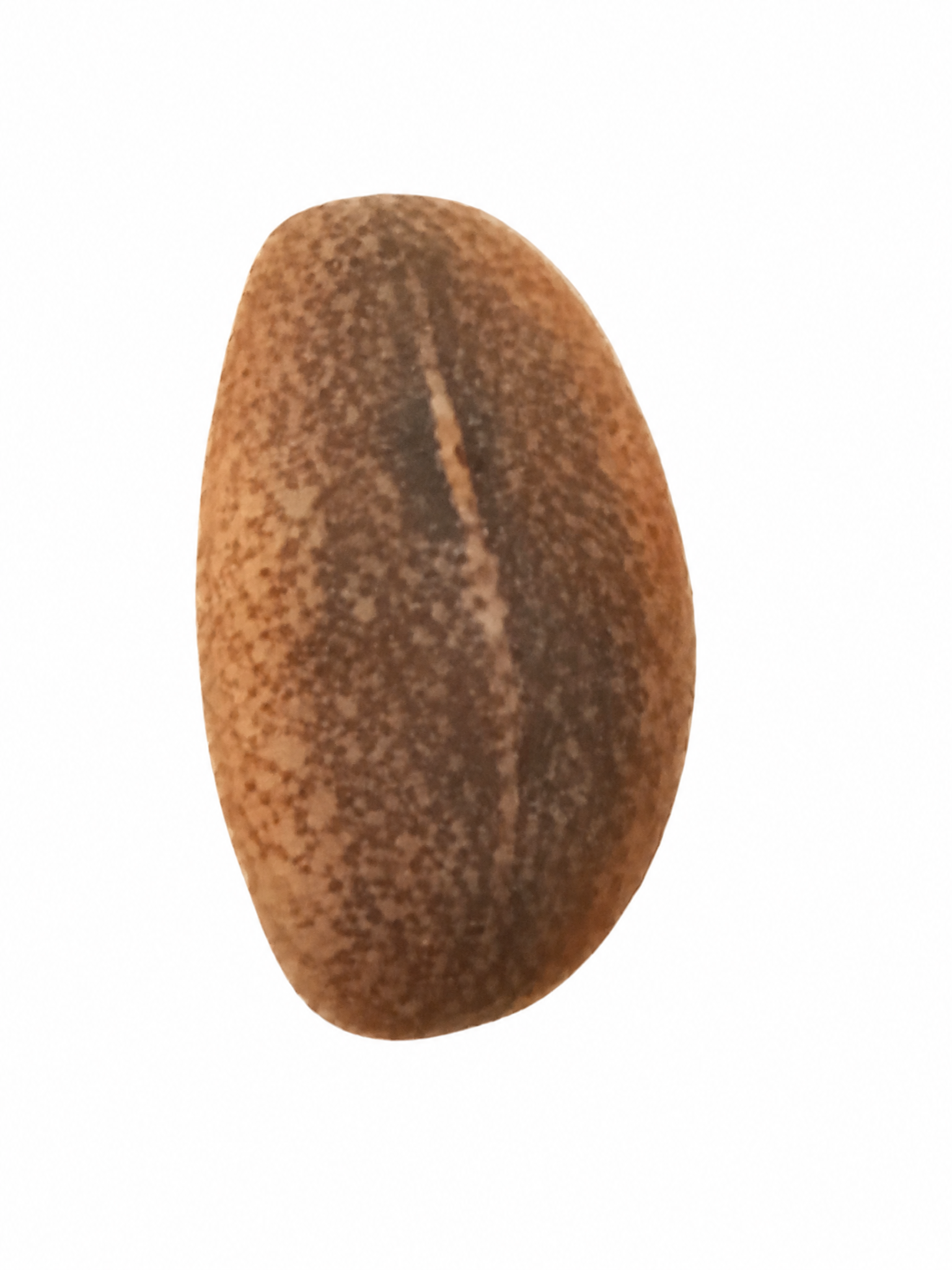 Hirudinea